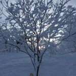 japow_13